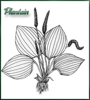 Plantain
