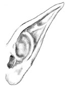 Troll ear