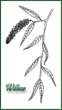 Willow Catkin